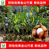 广东阿恰恰黄金山竹苗