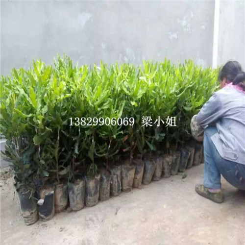 广东供应澳洲坚果苗，广东澳洲坚果苗 