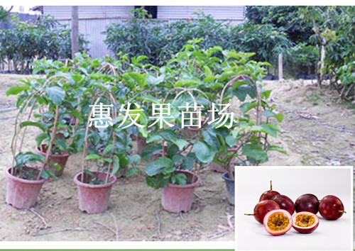 台湾百香果苗/广西台湾百香果苗/福建台湾百香果苗/云南台湾百香果苗 