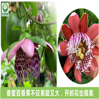 广西香蜜百香果苗