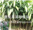 红凯特芒果苗/江西红凯特芒果苗/芒果苗 