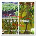 马来西亚1号四季菠萝苗/广东四季菠萝苗/广东四季菠萝苗苗圃 