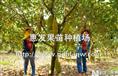 马来西亚6号菠萝蜜苗/批发广西菠萝蜜苗/福建菠萝蜜苗/ 