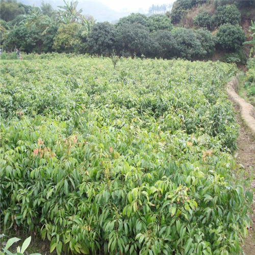荔枝苗哪家优惠？广东荔枝苗，广东果树苗 