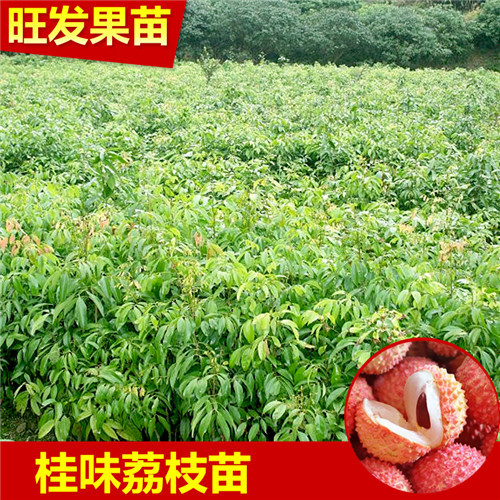 大量现货荔枝苗、低价销售荔枝苗、惠州果苗 