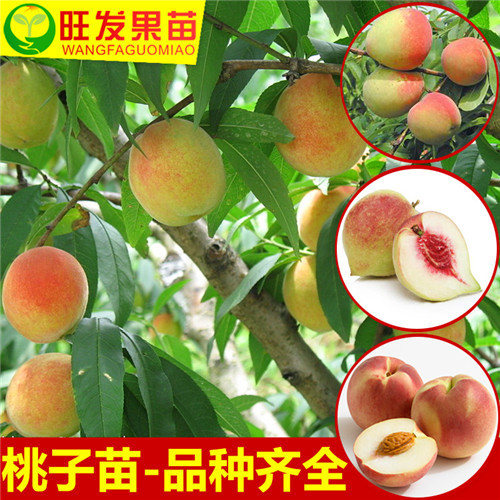 销售鹰嘴桃苗，惠城区鹰嘴桃苗，广东果树苗 