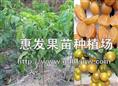 无核黄皮苗图片/江西无核黄皮苗 
