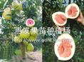 泰国红肉蜜柚苗/广东泰国红肉蜜柚苗 
