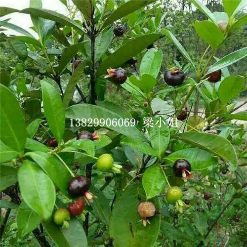 供应巴西樱桃苗、云南巴西樱桃苗批发 