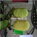 广西榴莲蜜苗供应\广西批发榴莲蜜苗 