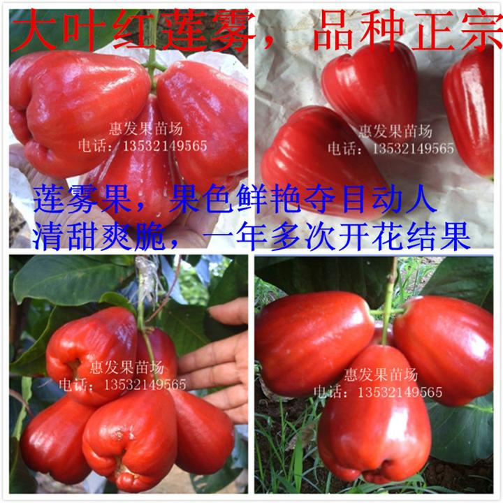 台湾大叶红莲雾苗报价 
