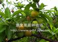 **熟三华李苗/批发江西**熟三华李苗 