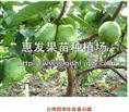 台湾四季番石榴苗/批发台湾四季番石榴苗/广东台湾四季番石榴苗 