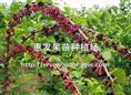 四季果桑苗/广东四季果桑苗/广东四季果桑苗价格/批发四季果桑苗 