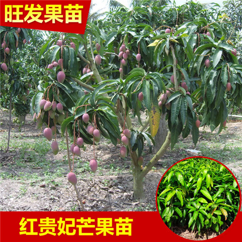 供应芒果苗，惠州芒果苗，广东果树苗 