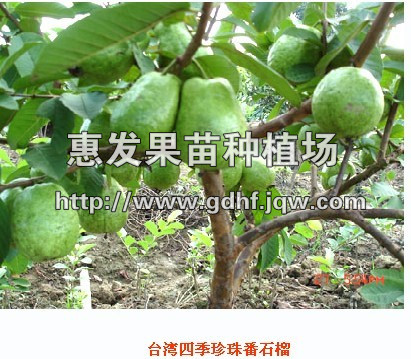 台湾四季番石榴苗/批发台湾四季番石榴苗/广东台湾四季番石榴苗 