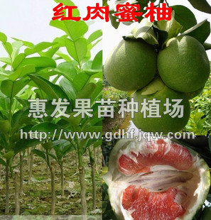 红肉蜜柚苗/云南红肉蜜柚苗/广东红肉蜜柚 