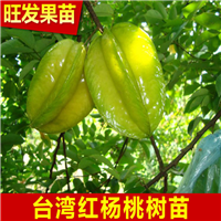 广东杨桃苗价格，广东杨桃苗，广东水果苗 
