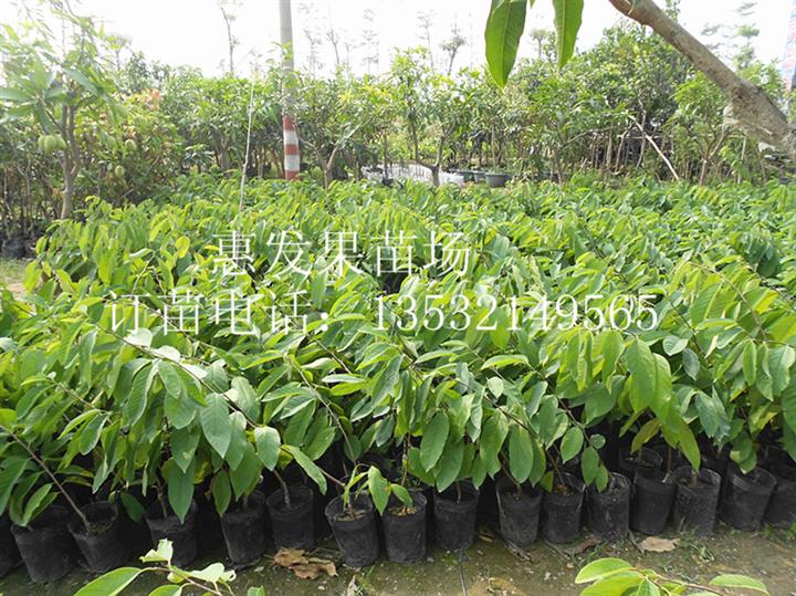 重庆台湾凤梨 释迦 番荔枝苗批发商 