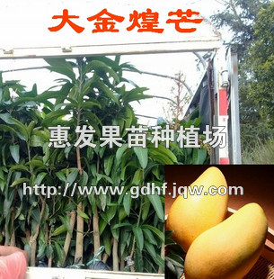 金煌芒果苗/广西金煌芒果苗/四川金煌芒果苗/福建金煌芒果苗 