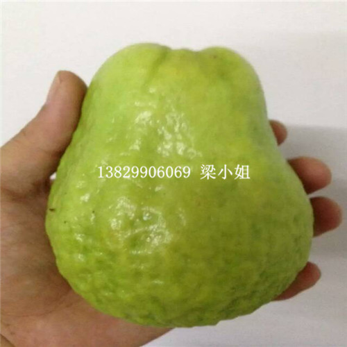 福建西瓜红红心番石榴苗价格 