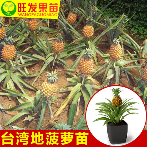 惠州地菠萝嫁接苗，广东惠州地菠萝苗 