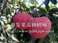 糯米糍荔枝苗/江西糯米糍荔枝苗/ 