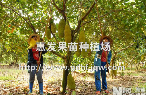 马来西亚6号菠萝蜜苗/批发广西菠萝蜜苗/福建菠萝蜜苗/ 
