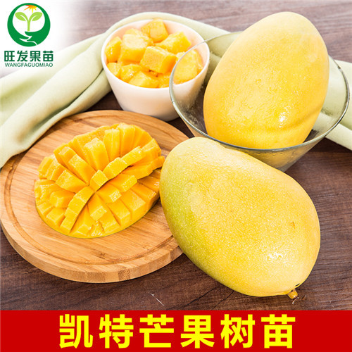 惠州果苗基地，惠州凯特芒果苗，批发凯特芒果苗 