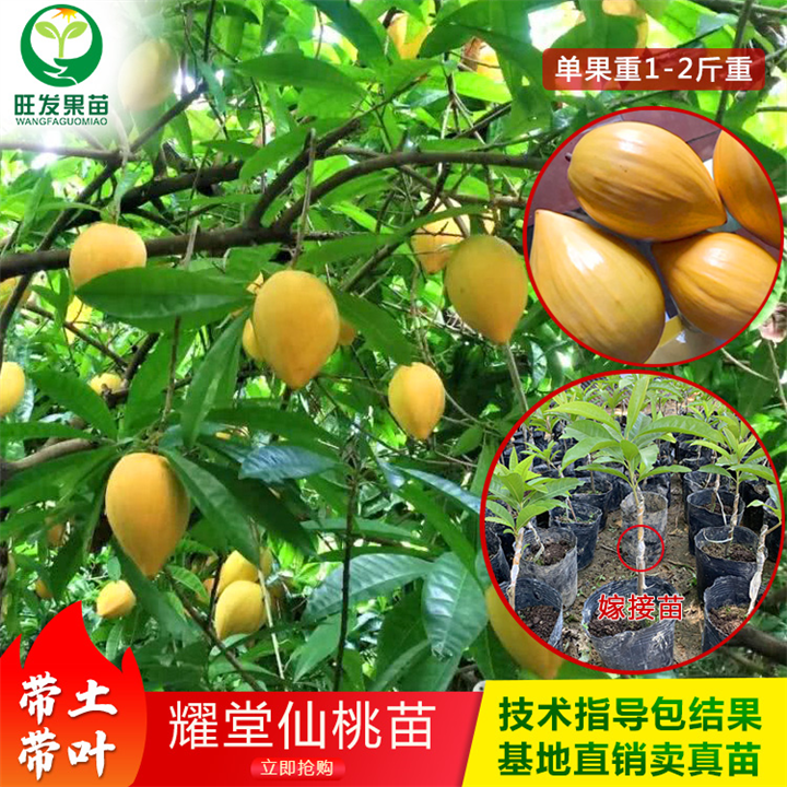 耀堂仙桃蛋黄果苗