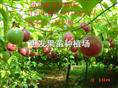 百香果/供应百香果/广东百香果/广东百香果价格/广东百香果基地 