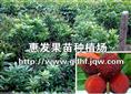 东魁杨梅苗/批发广东东魁杨梅苗 