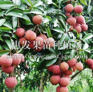鸡嘴荔苗/出售广东鸡嘴荔苗/广东鸡嘴荔苗苗圃/广东鸡嘴荔苗价格 