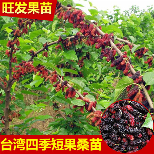 广东四季短果桑苗，惠州四季短果桑苗 