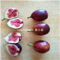 供应波姬红无花果苗\云南波姬红无花果苗 