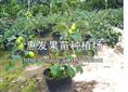 台湾青枣苗/山西台湾青枣苗/出售辽宁台湾青枣苗/广东台湾青枣苗 