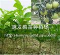 白肉沙田柚苗/云南白肉沙田柚苗/沙田柚苗 