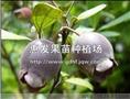 广东棯子苗/广西棯子苗/江西棯子苗 