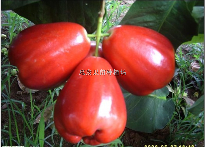 大叶莲雾价格/云南莲雾苗圃/大叶莲雾苗 