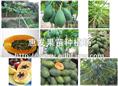 夏威夷木瓜苗/出售广东夏威夷木瓜苗 
