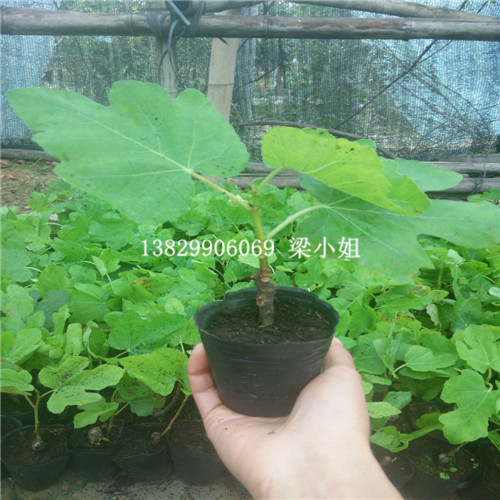 海南波姬红无花果苗\出售波姬红无花果苗 