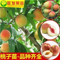 销售鹰嘴桃苗，惠城区鹰嘴桃苗，广东果树苗 
