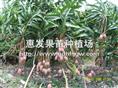 红贵妃芒果苗/辽宁红贵妃芒果苗/山东芒果 
