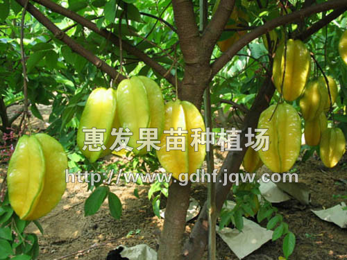 马来西亚红杨桃苗/广东马来西亚红杨桃苗 