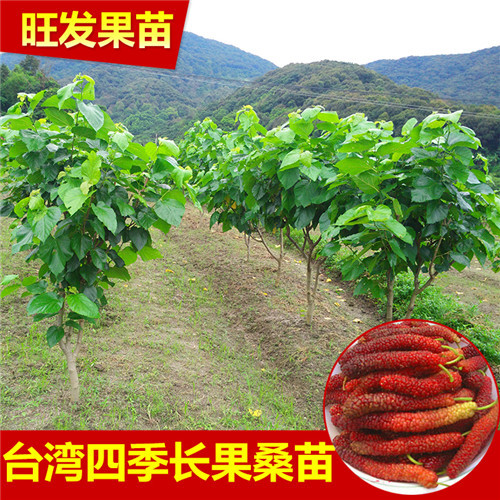 长果桑苗  长果桑苗批发 基地直销 