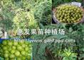 大肉余甘果苗/批发广东大肉余甘果苗/广东大肉余甘果苗苗圃 