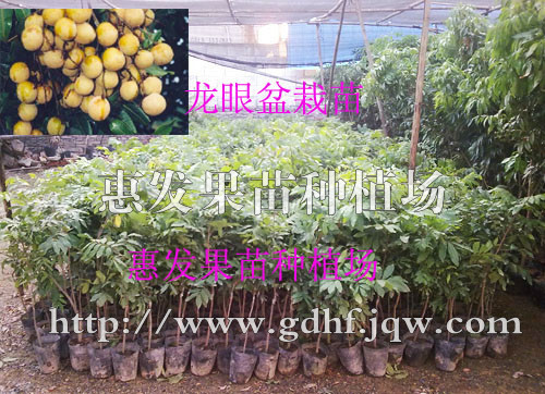 龙眼营养杯苗/广东龙眼营养杯苗/广东龙眼营养杯苗批发/ 