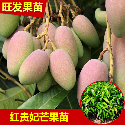 芒果嫁接苗，惠州芒果树苗，惠州芒果苗基地 