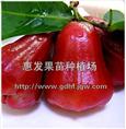 台湾黑金刚连雾苗/福建台湾黑金刚连雾苗/山东台湾黑金刚连雾苗 