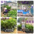 湖北莲雾苗、优质莲雾苗价格、批量订购莲雾苗 